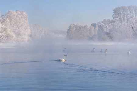 Whooper swans swim in the lake on a foggy, frosty, sunny winter morning on the background of the blue sky and white trees in the hoarfrostの写真素材