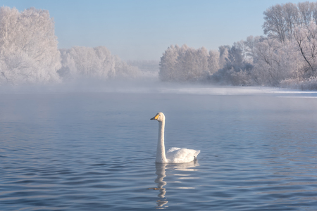 A lone whooper swan swim in the lake on a foggy sunny winter morning on the background of the blue sky and white trees in the hoarfrostの写真素材