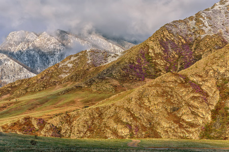 Slopes of mountains with trees and bright purple flowers of Ledum and with snow on tops in the early morning in the springの写真素材