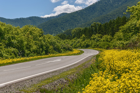 Amazing view with an asphalt road in the mountains, trees and bright yellow flowers on the roadside against a blue skyの写真素材