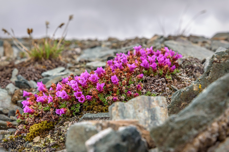 Beautiful delicate pink flowers of saxifrage (Saxifraga oppositifolia) growing on stones high in the mountains close upの写真素材