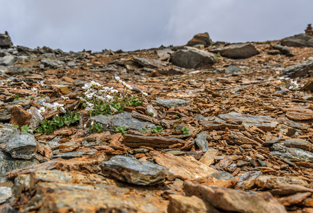 Beautiful delicate white exotic saxifraga flowers (Saxifraga sibirica) growing on stones high in the mountains close upの写真素材