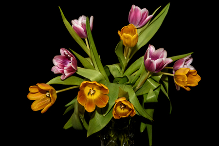 Beautiful bouquet with amazing orange and magenta tulips close-up on black backgroundの写真素材