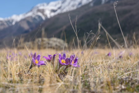 The first springtime lilac flowers of snowdrops (pulsatilla patens) against a blurred background of...