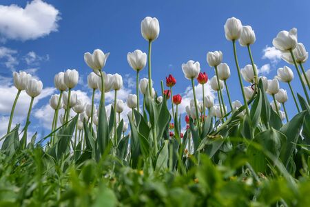 Beautiful white tulips with green leaves in a flowerbed close-up against a blue sky and cloudsの写真素材