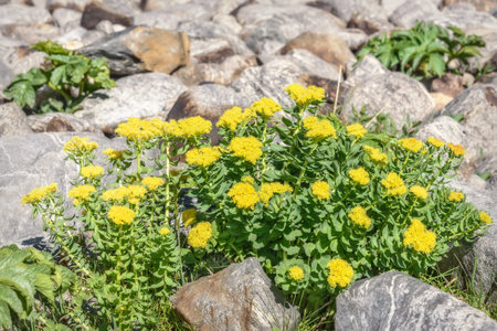 Beautiful floral background with yellow exotic flowers Rhodiola rosea growing on stones in the...