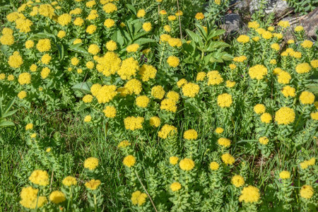 Beautiful floral background with yellow exotic flowers Rhodiola rosea growing on stones in the...
