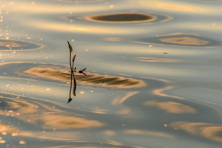 Amazing natural background with beautiful waves, grass in the water and reflections of it and clouds at sunsetの写真素材