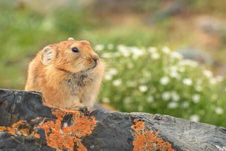 Portrait of a small fluffy brown cute pika (Ochotona) sitting on stones near a hole close-up. Altai, Russiaの写真素材