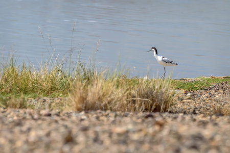 Cute bird avosetta (Recurvirostra avosetta) with curved beak close-up on the lake in summerの写真素材