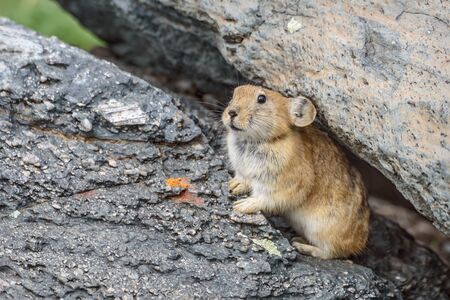 Cute little fluffy pika (Ochotona) sits on stones near a burrow closeup. Altai, Russiaの写真素材