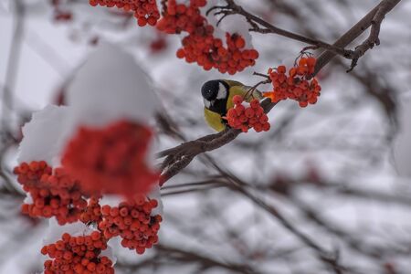 Cute bird titmouse (Parus major) on a rowan branch with red berries and snow in winterの写真素材