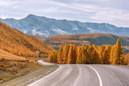 Colorful autumn landscape with a winding asphalt road to the mountains, covered with snow and forest and golden larch trees. Altai, Russiaの写真素材