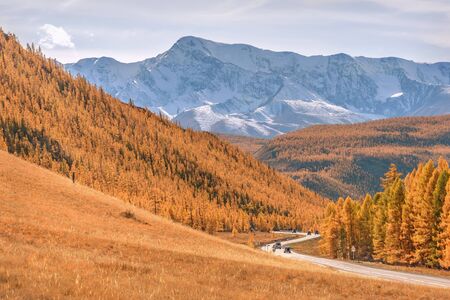 Colorful autumn landscape with a winding asphalt road to the mountains, covered with snow and forest and golden larch trees. Altai, Russiaの写真素材