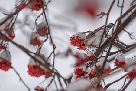 Cute bird fieldfare (Turdus pilaris) on a rowan branch with red berries and snow in winterの写真素材