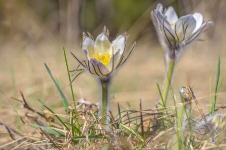 Beautiful white yellow spring wildflowers snowdrops (pulsatilla patens) close-up on a background of dry grass in the sunlightの写真素材