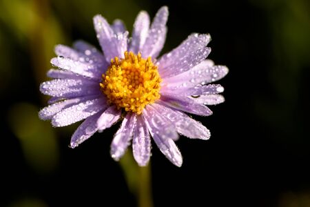 Amazing bright lilac aster alpine flower (Aster alpinus) with dew drops closeup in the sunlight on a background of green grassの写真素材