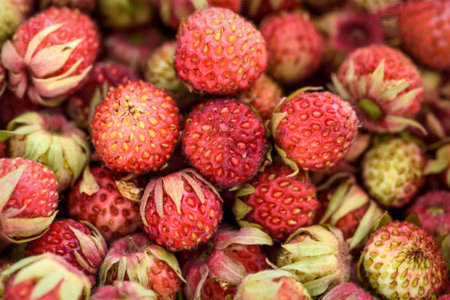 Bright natural background with red ripe berries of wild strawberry closeup