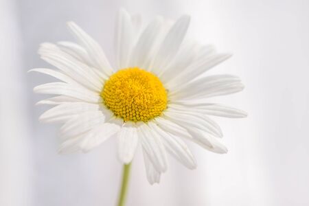 Beautiful white delicate meadow daisy flower close-up on a white curtains background in sunlightの写真素材