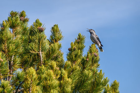 Bird nutcracker (Nucifraga caryocatactes) close up sits and sings on top of a cedar pine tree with...