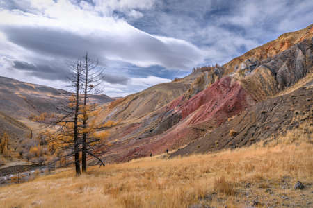 Colorful autumn top view of multi-colored mountains with cracks and rifts, meandering river and golden larch treesの写真素材