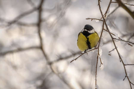 Cute titmouse bird (Parus major) close-up on a branch with snow in winter against a background of blurry snowy treesの写真素材