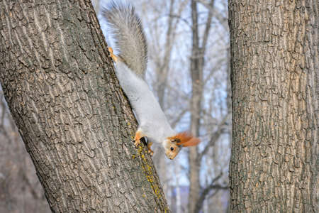 Little cute gray squirrel with a fluffy tail close-up on a tree branch in winter in the parkの写真素材