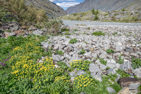 Beautiful summer landscape with yellow exotic flowers Rhodiola rosea growing on stones against the background of mountains, river and blue sky with cloudsの写真素材