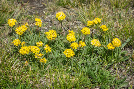 Beautiful rare bright yellow wildflowers (Patrinia sibirica) close-up in green grass on a meadow in...