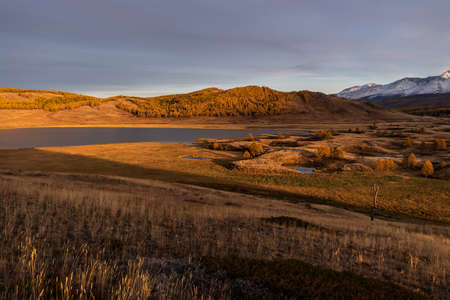 Amazing autumn top view of beautiful lakes and swamps, snowy mountains, forest and golden larch trees on the slopes in sunlight at sunset. Altai, Russiaの写真素材