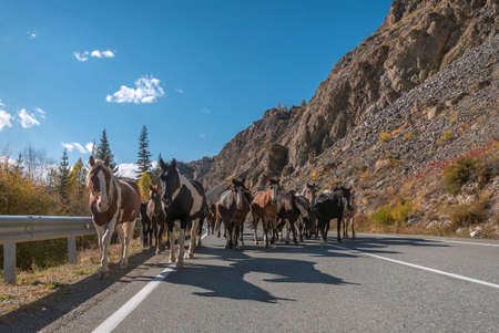 Amazing autumn view with a winding asphalt road in the mountains, golden trees and a herd of horses on the road against a background of blue sky and cloudsの写真素材