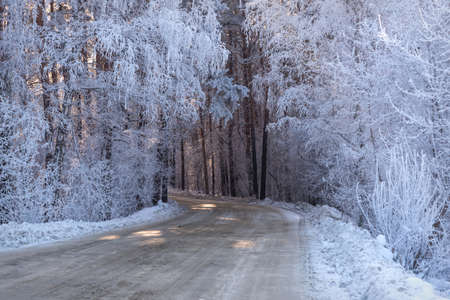 Cute bird titmouse (Parus major) close-up on a branch with beautiful hoarfrost against the blue sky in winter in frostの写真素材