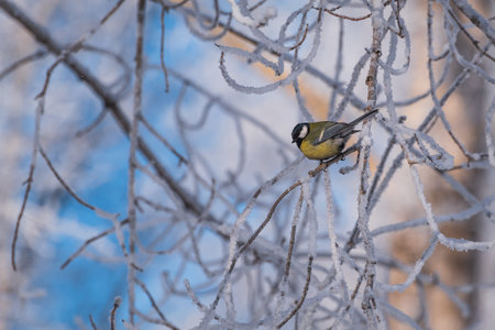 Cute bird titmouse (Parus major) close-up on a branch with beautiful hoarfrost against the blue sky in winter in frostの写真素材