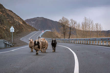 The bull crosses a winding asphalt road in the mountains in accordance with the road sign against the background of an overcast sky on a spring day. Altai, Russiaの写真素材