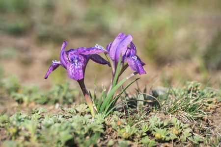 Beautiful purple spring wild flowers iris (iris ruthenica) close-up in a meadow in the mountains. Altai, Russiaの写真素材