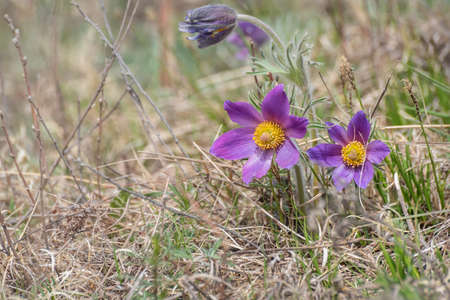 Beautiful delicate spring lilac flowers pasque-flower (pulsatilla patens) close-up on a blurred background of dry grass in sunlightの写真素材