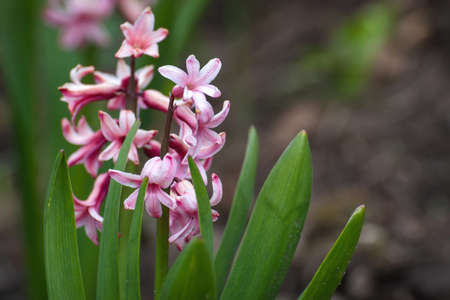 Beautiful white hyacinth (Hyacinthus) flower with green leaves on a flowerbed in the garden in springの写真素材