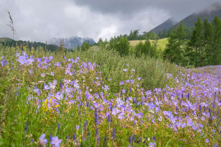 Amazing bright blue geranium flowers (Geranium pratense) in a green meadow on a mountainside against a blurred background of a forest and a cloudy sky. Altai, Russiaの写真素材