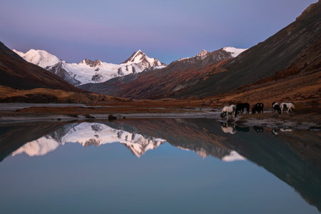 Amazing autumn landscape with glacier, snowy mountains, lake, reflections and herd of horses on the shore at dawn. Altai, Russiaの写真素材