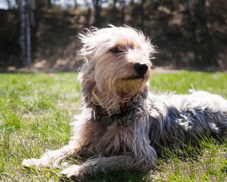 Happy little orange havanese puppy dog is sitting in the grass