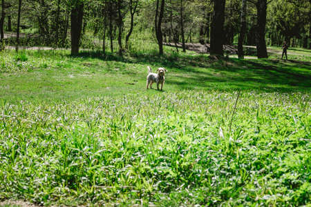 Happy little orange havanese puppy dog is sitting in the grassの写真素材