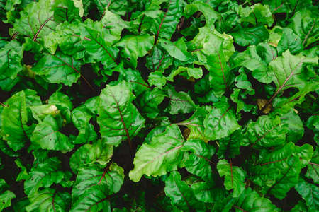 Beets grow on a personal plotの写真素材