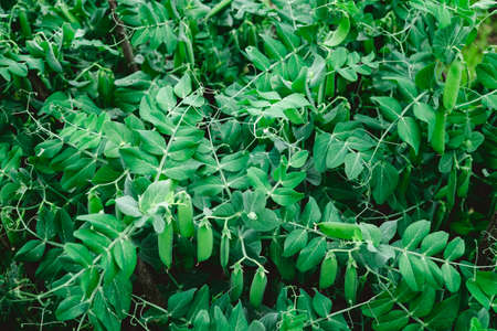 Selective focus on fresh bright green pea pods on a pea plants in a garden Growing peas outdoors and blurred backgroundの写真素材