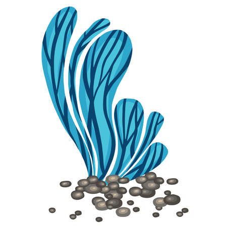Set of marine vector plants, hand drawn algae. vector illustrationのイラスト素材