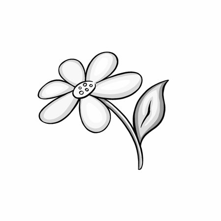 Chamomile spring flower and vector illustrationのイラスト素材