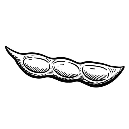 soybean pod seed icon. Sketch Outline Vectorのイラスト素材