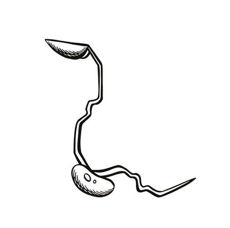 sprouted soybean seed icon on white background from agriculture collection, sketchのイラスト素材