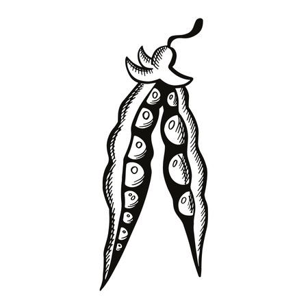 Opened ripe soybean or pea pod. Sketch Outline Vectorのイラスト素材