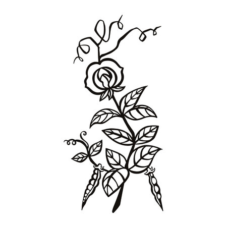 Soybean sprout, bean blossoms and bears fruit, vector outlineのイラスト素材