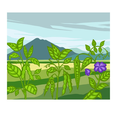 Soybean, pea field, landscape. cartoon Vector illustration.のイラスト素材